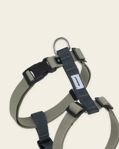 Dog wearing the olive and grey Valley harness on a walk