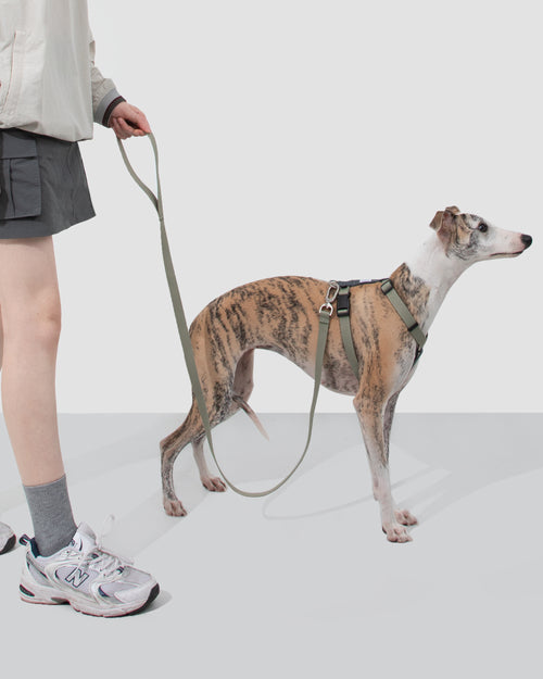 Valley Harness & Lead Set